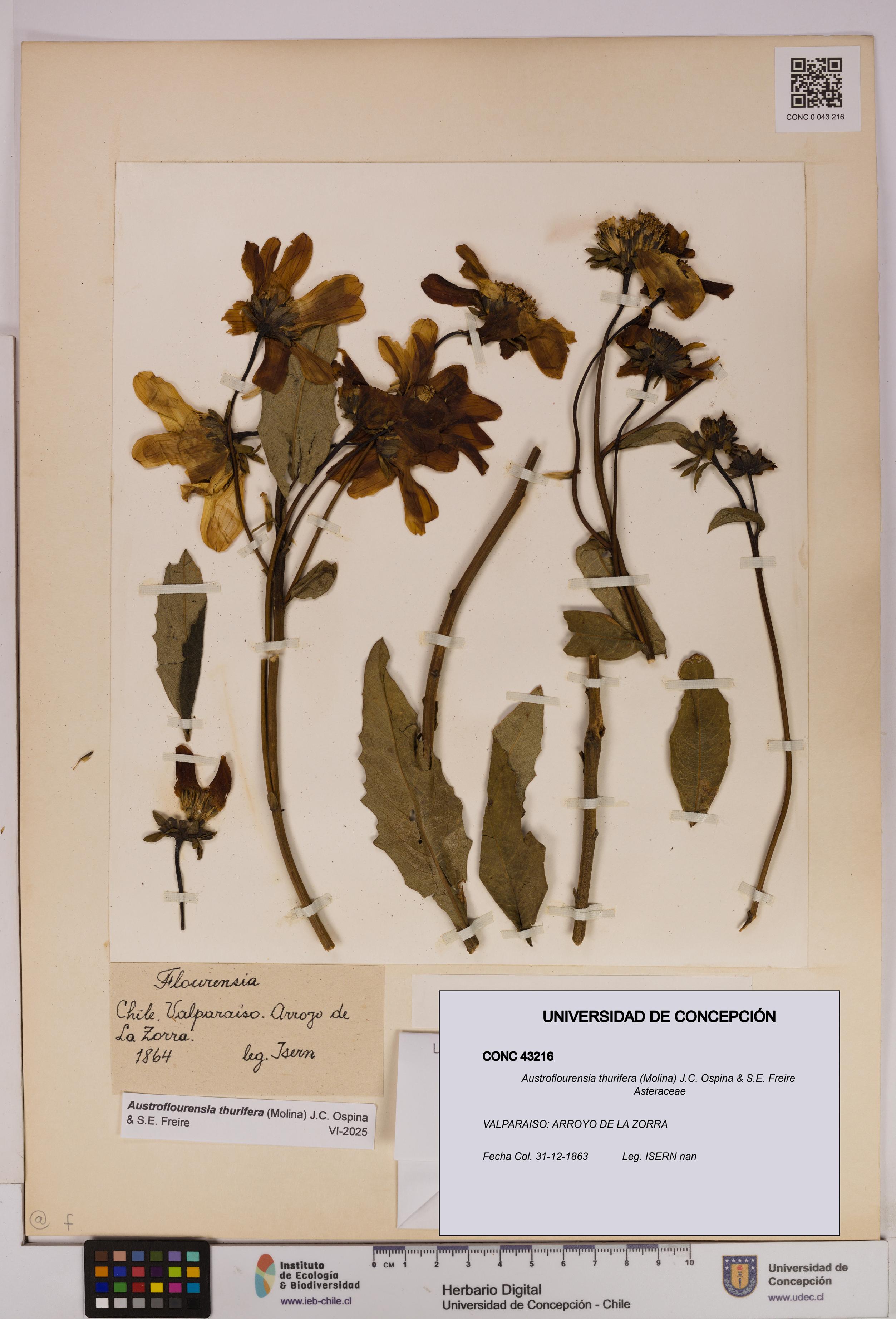 Austroflourensia thurifera [Espécimen: UDEC:CONC:0043216]