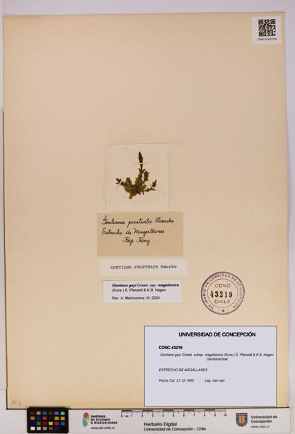 Gentiana gayi subsp. magellanica [Espécimen: UDEC:CONC:0043219]