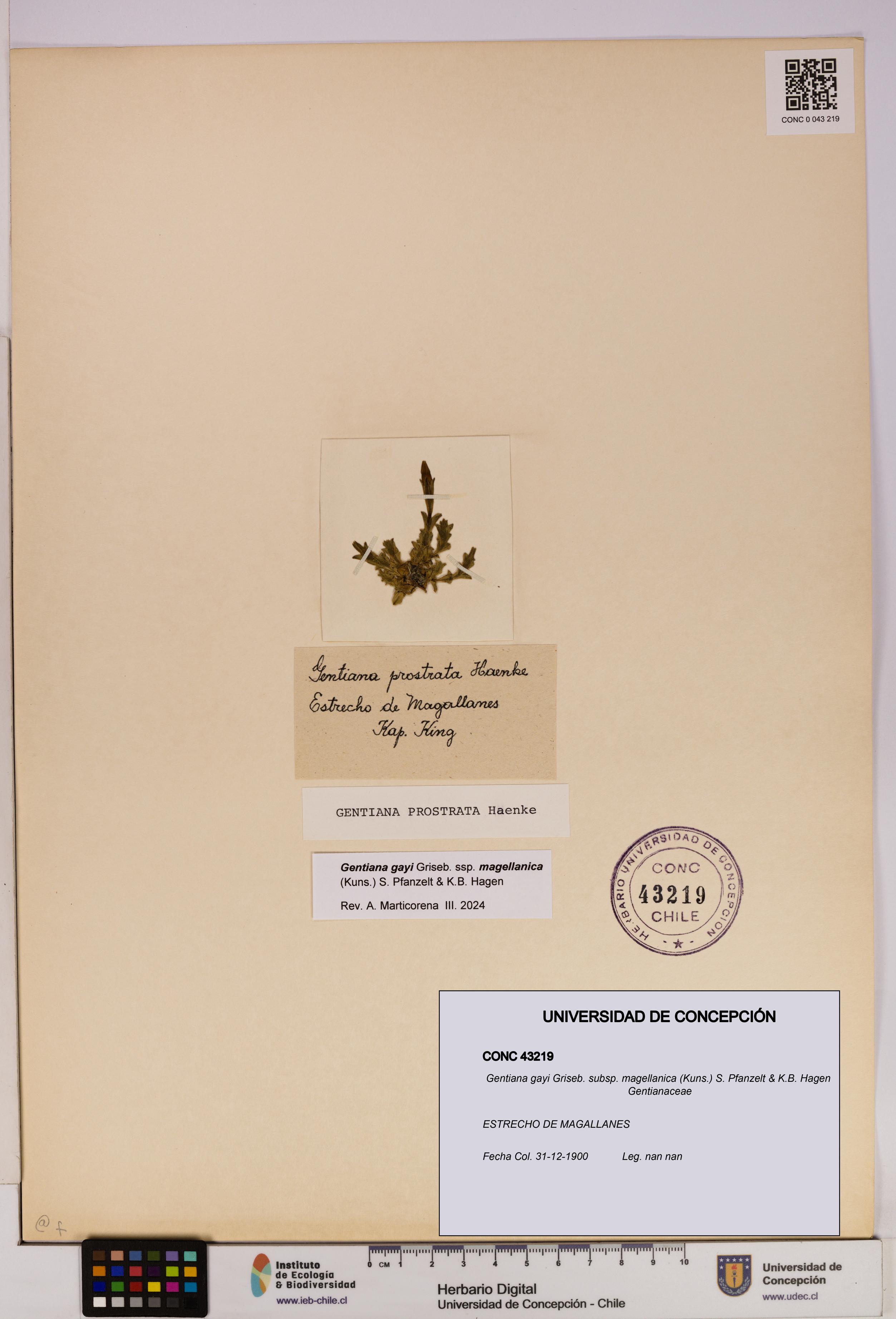 Gentiana gayi subsp. magellanica [Espécimen: UDEC:CONC:0043219]