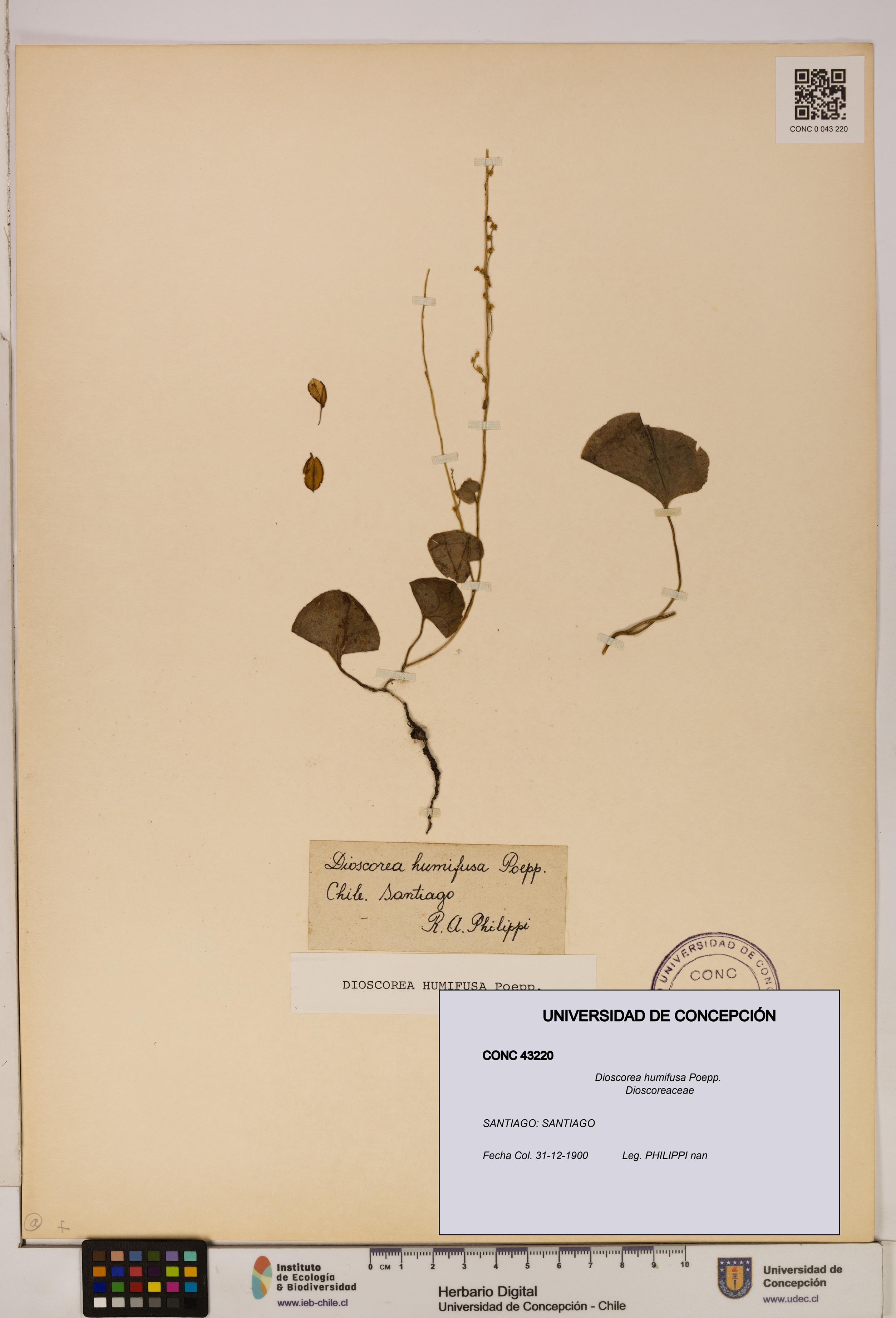 Dioscorea humifusa [Espécimen: ]