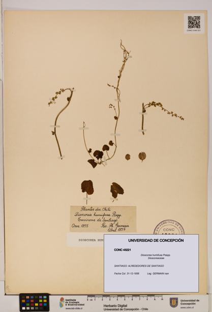 Dioscorea humifusa [Espécimen: ]