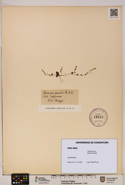 Dioscorea sp. [Espécimen: ]