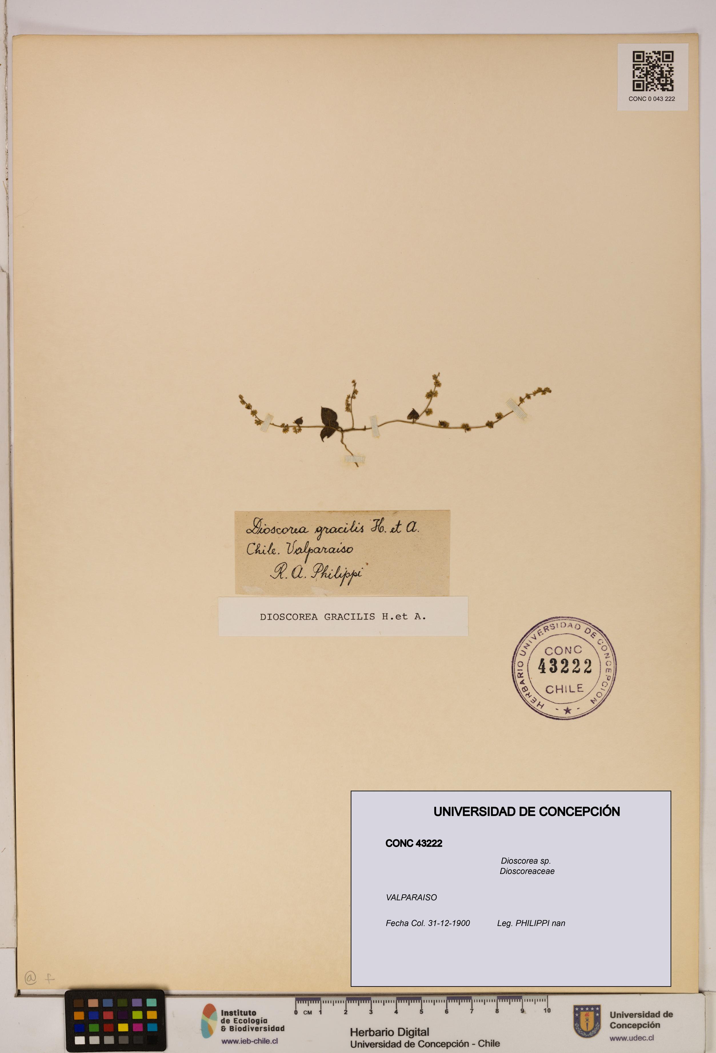 Dioscorea sp. [Espécimen: ]