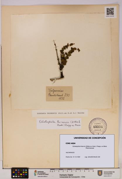 Ochetophila trinervis [Espécimen: UDEC:CONC:0043224]