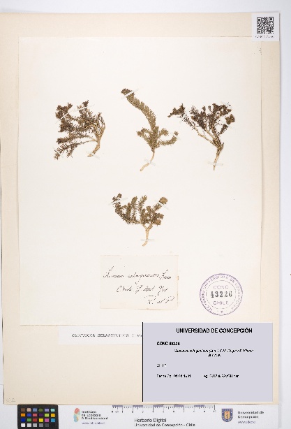 Cliococca selaginoides [Espécimen: UDEC:CONC:0043226]