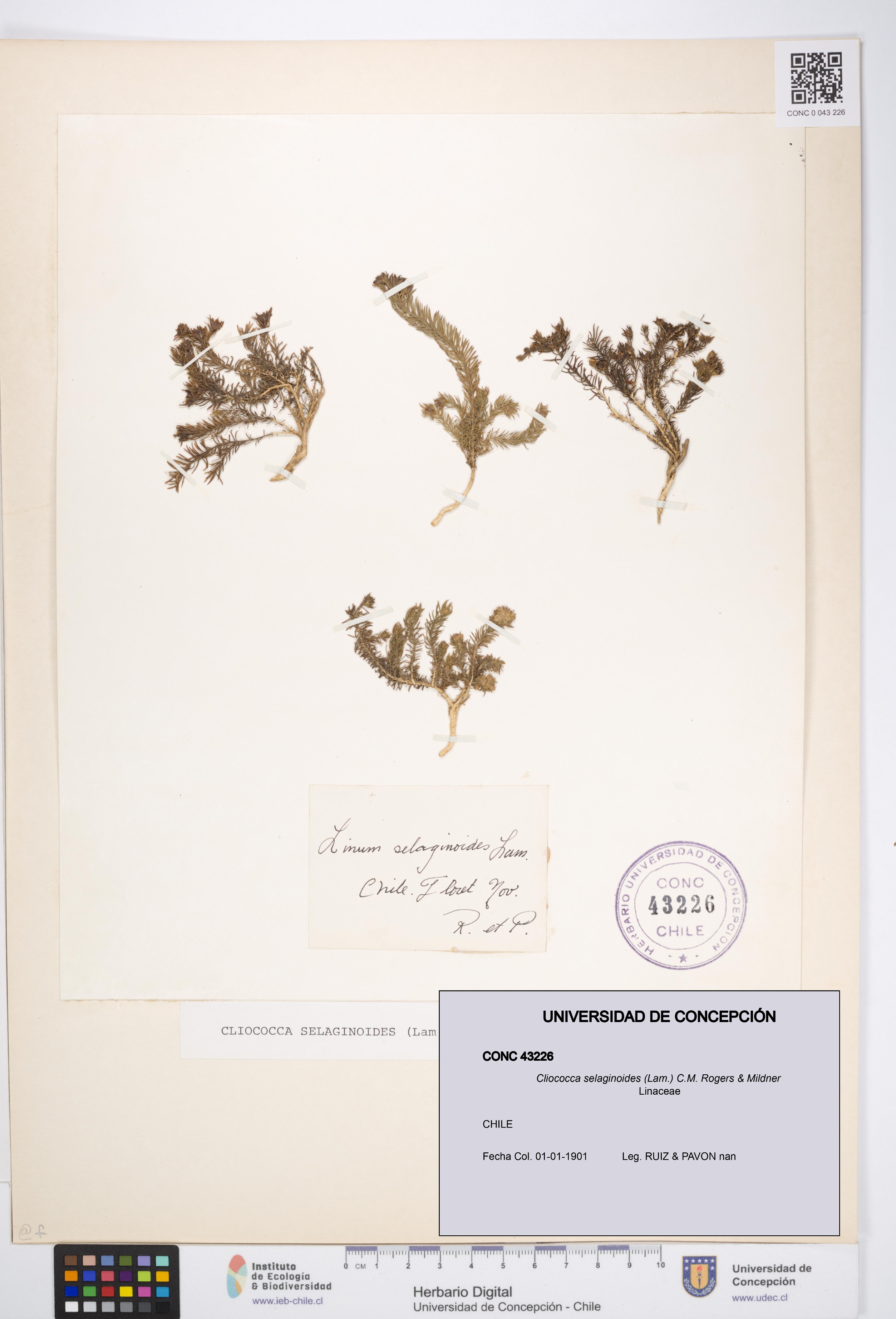 Cliococca selaginoides [Espécimen: UDEC:CONC:0043226]