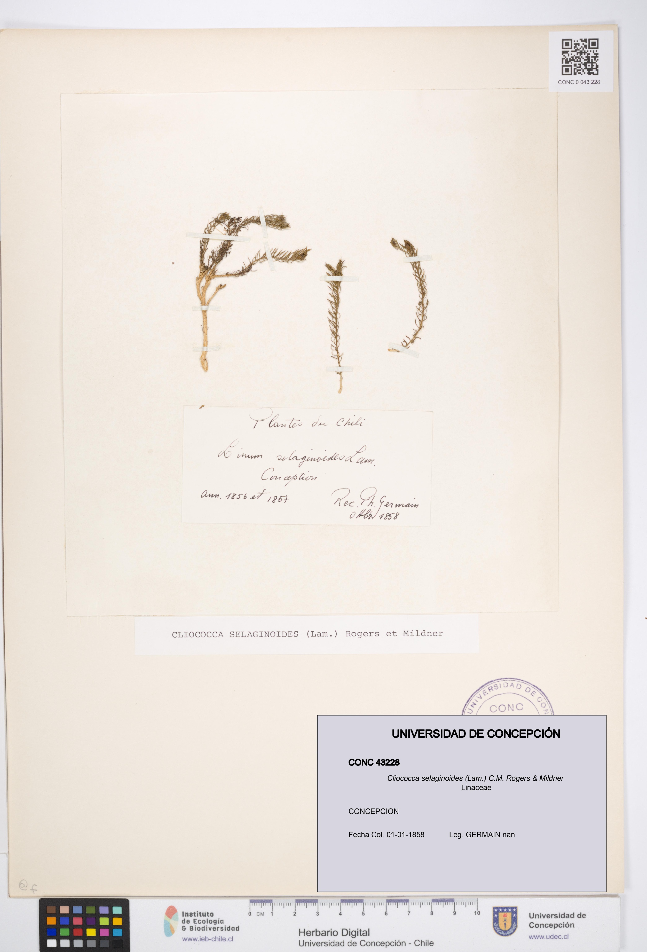 Cliococca selaginoides [Espécimen: UDEC:CONC:0043228]