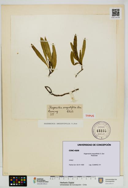 Kageneckia angustifolia [Espécimen: UDEC:CONC:0043235]