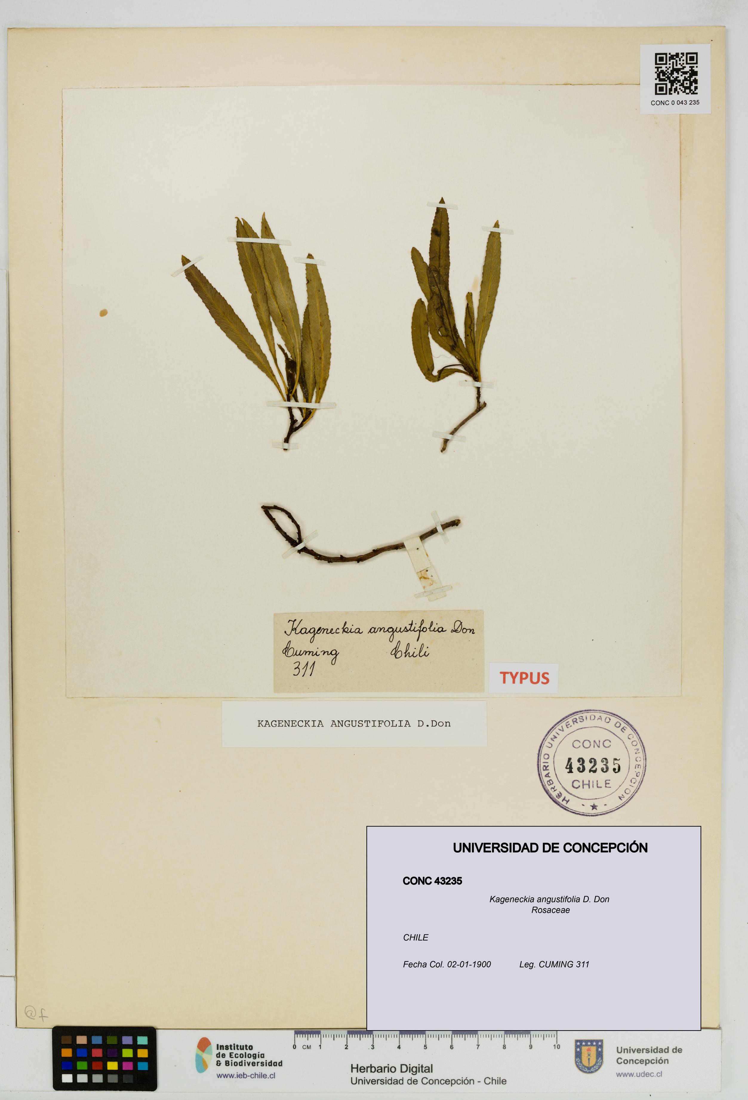 Kageneckia angustifolia [Espécimen: UDEC:CONC:0043235]