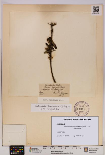 Retanilla trinervia [Espécimen: UDEC:CONC:0043240]