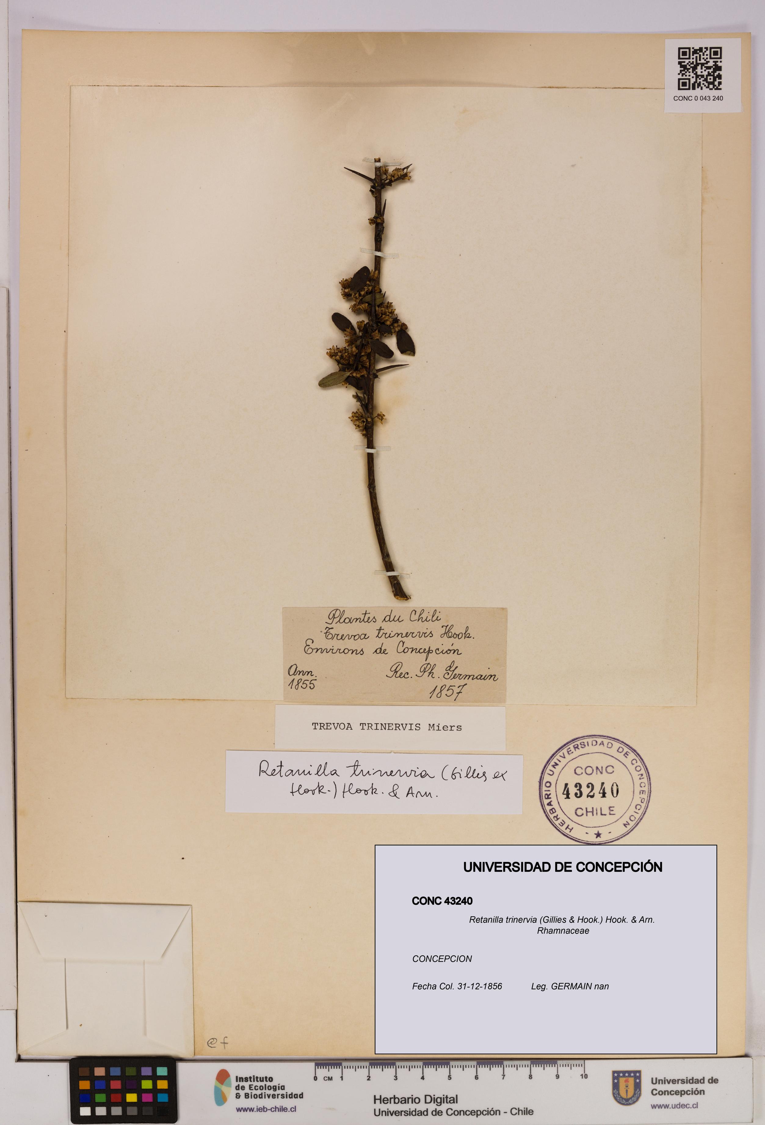 Retanilla trinervia [Espécimen: UDEC:CONC:0043240]