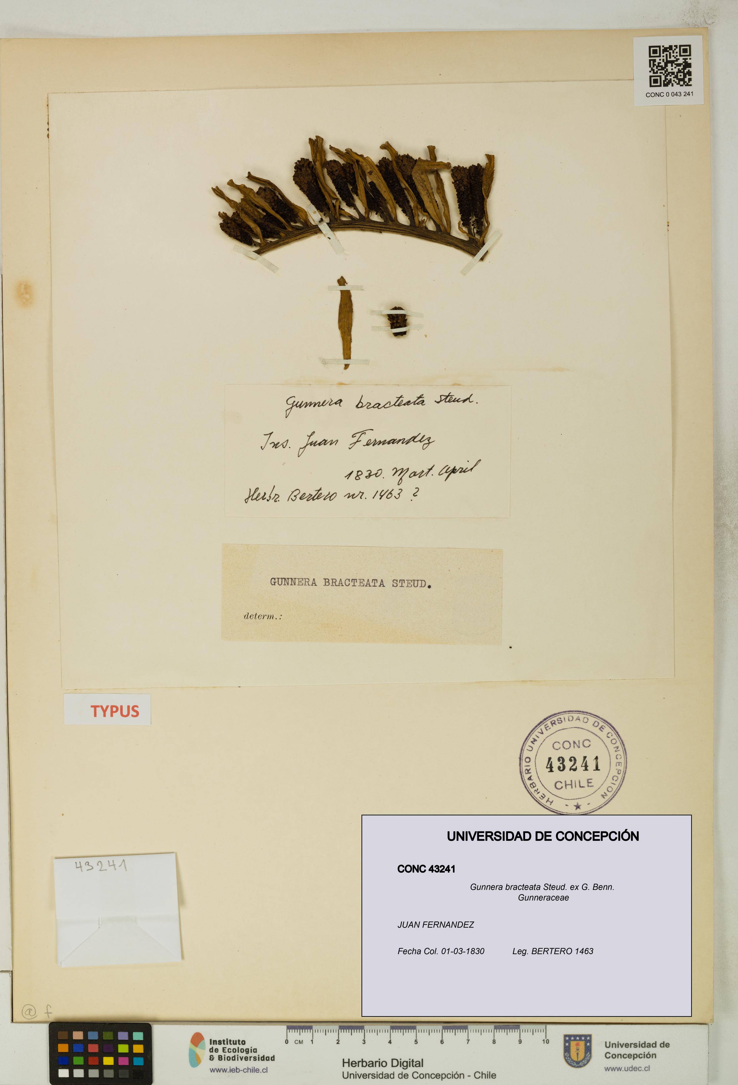 Gunnera bracteata [Espécimen: UDEC:CONC:0043241]