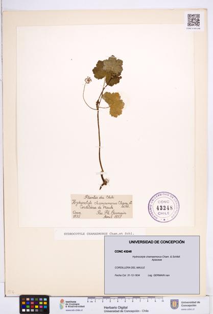 Hydrocotyle chamaemorus [Espécimen: ]