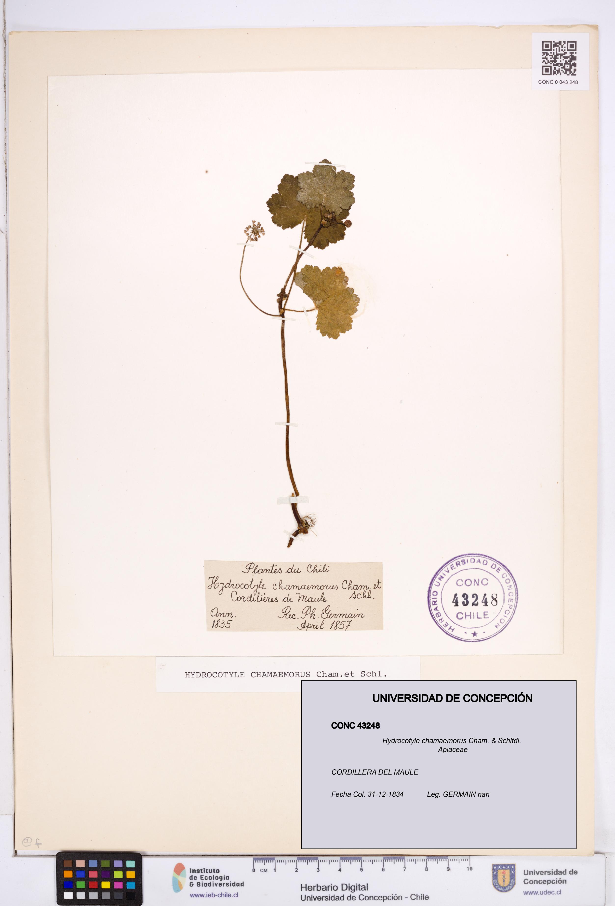 Hydrocotyle chamaemorus [Espécimen: ]