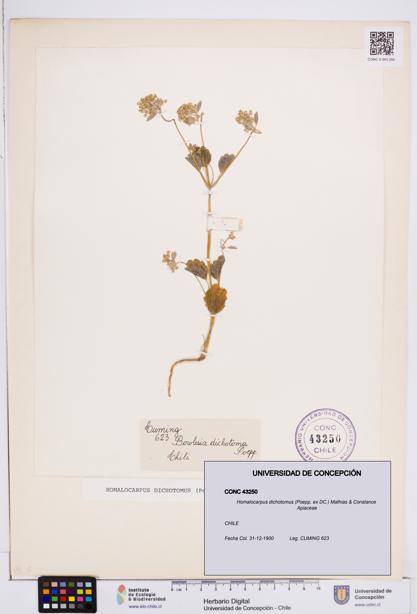 Homalocarpus dichotomus [Espécimen: ]