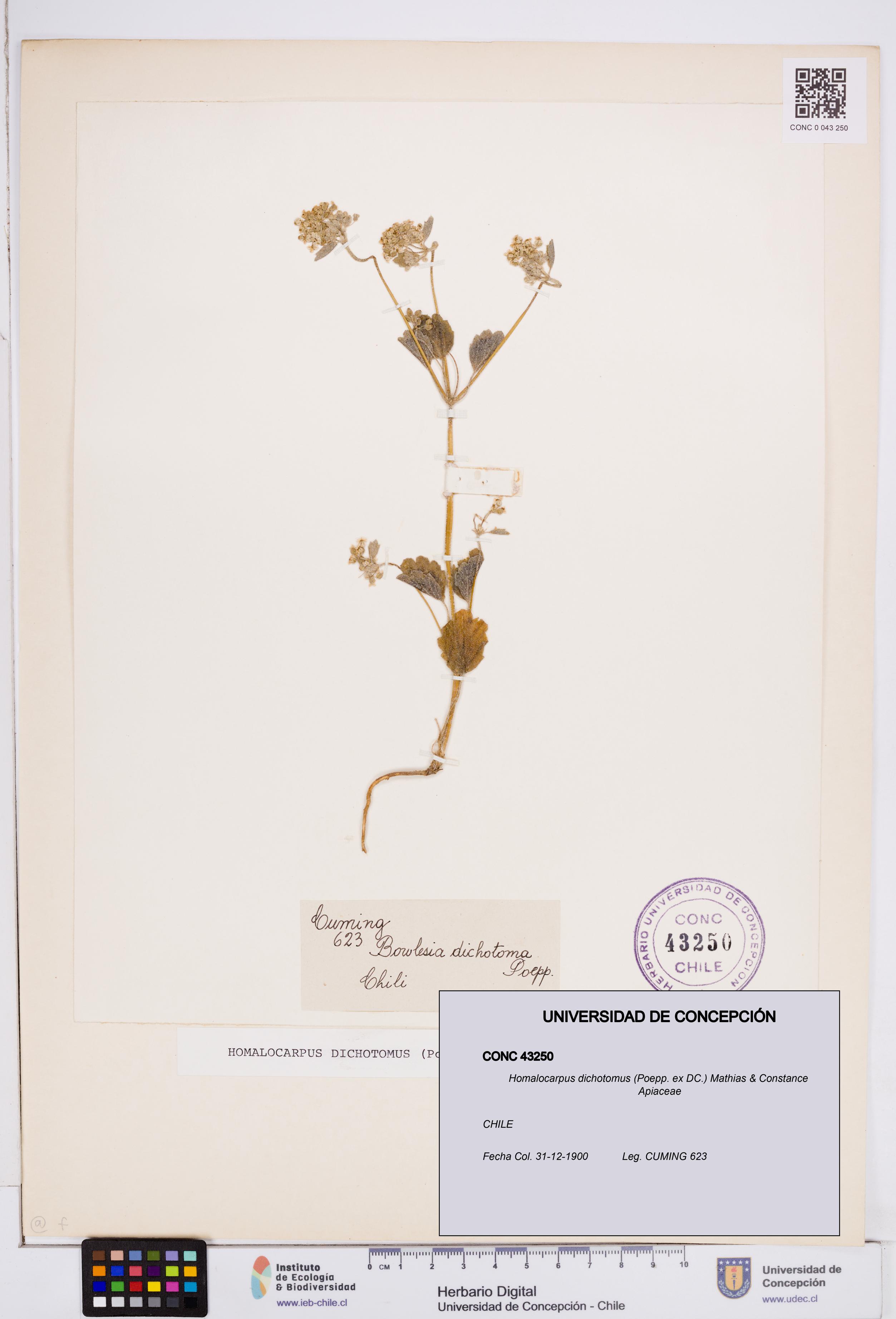 Homalocarpus dichotomus [Espécimen: ]