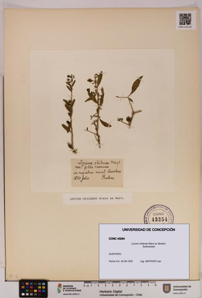 Lycium chilense [Espécimen: UDEC:CONC:0043254]