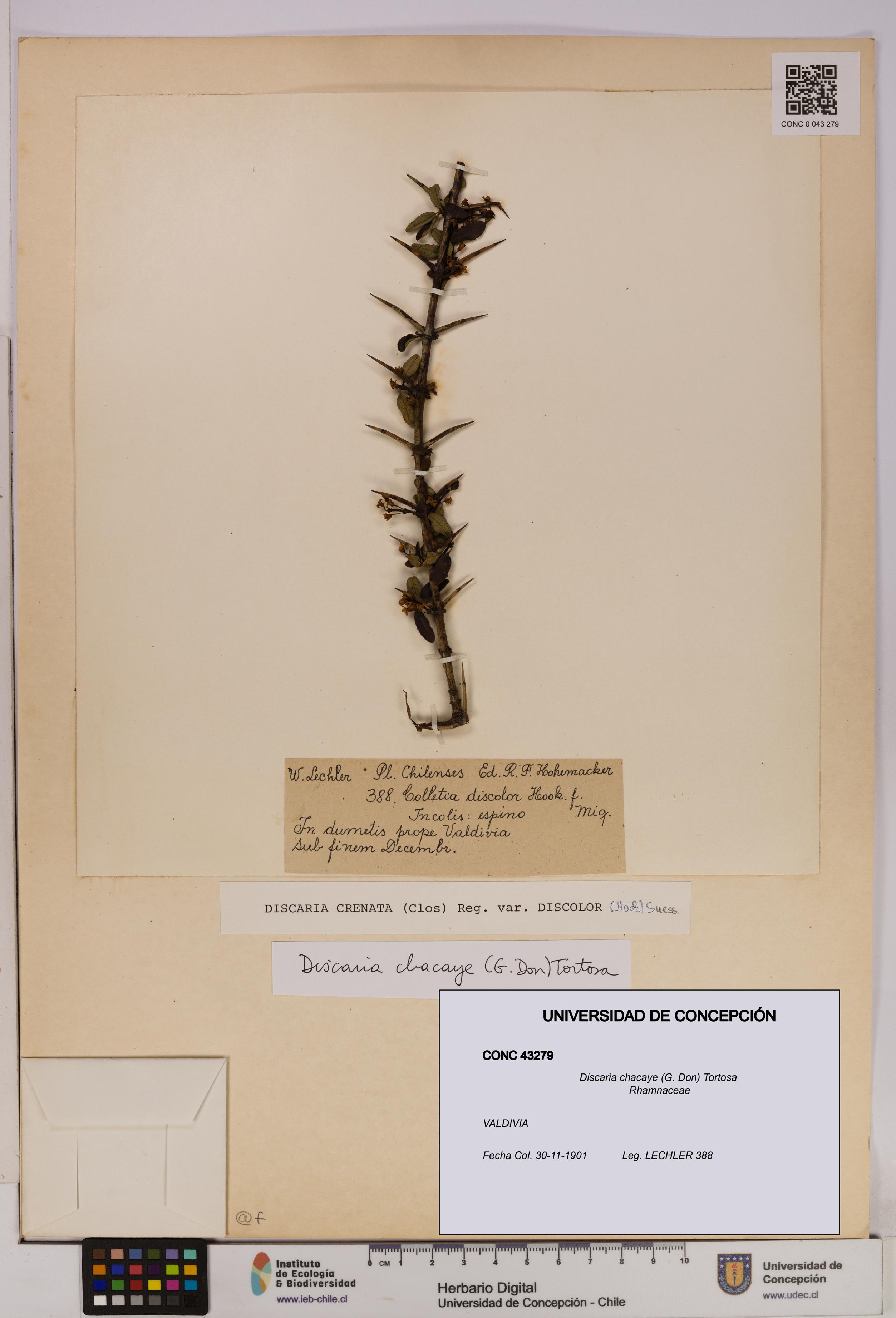 Discaria chacaye [Espécimen: UDEC:CONC:0043279]