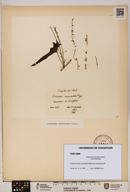 Dioscorea auriculata [Espécimen: ]