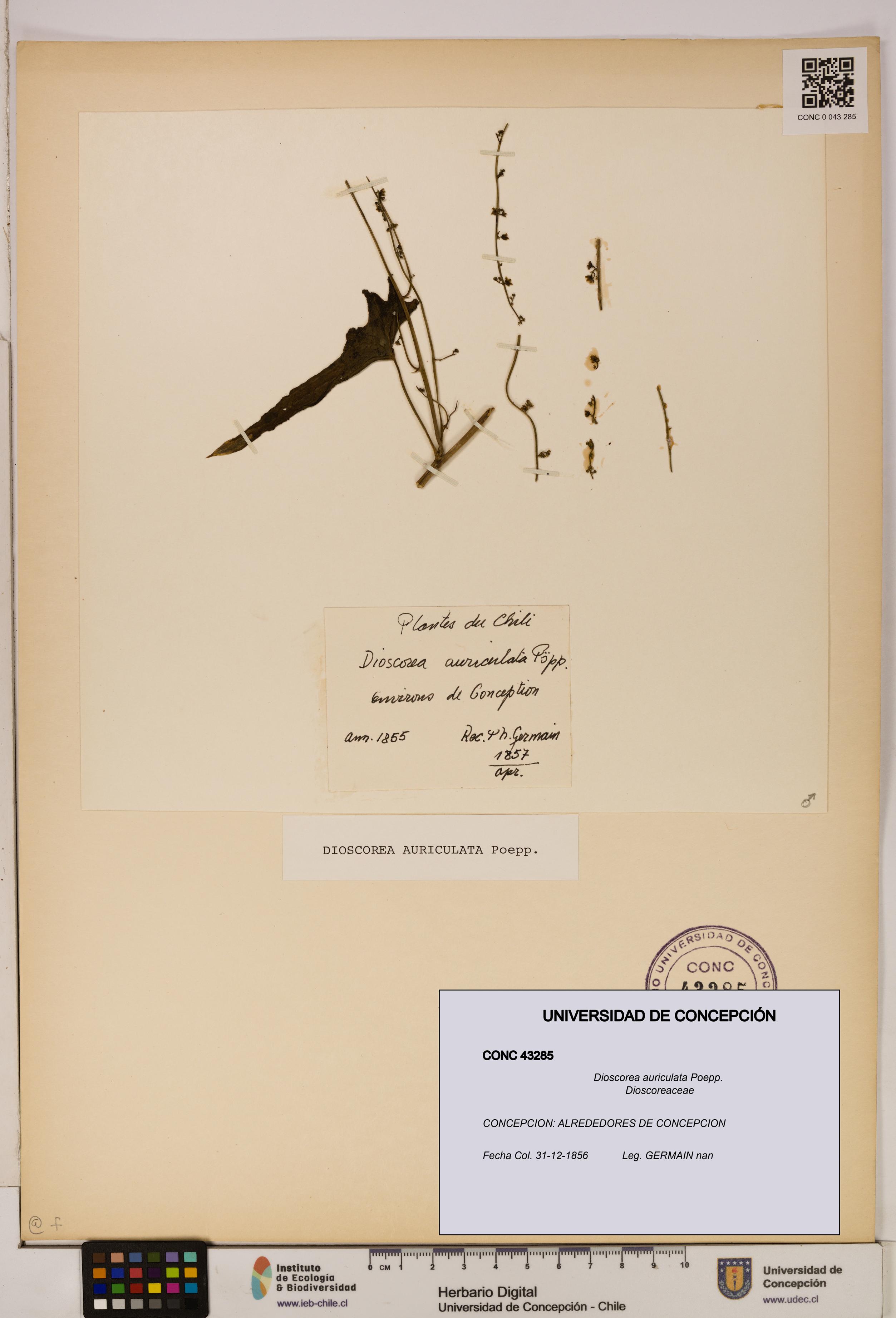Dioscorea auriculata [Espécimen: ]