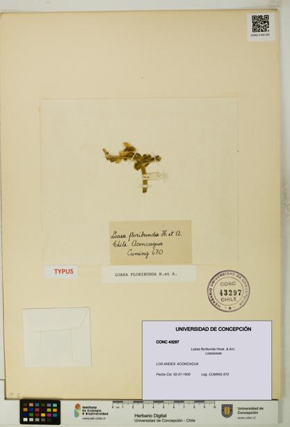 Loasa floribunda [Espécimen: UDEC:CONC:0043297]