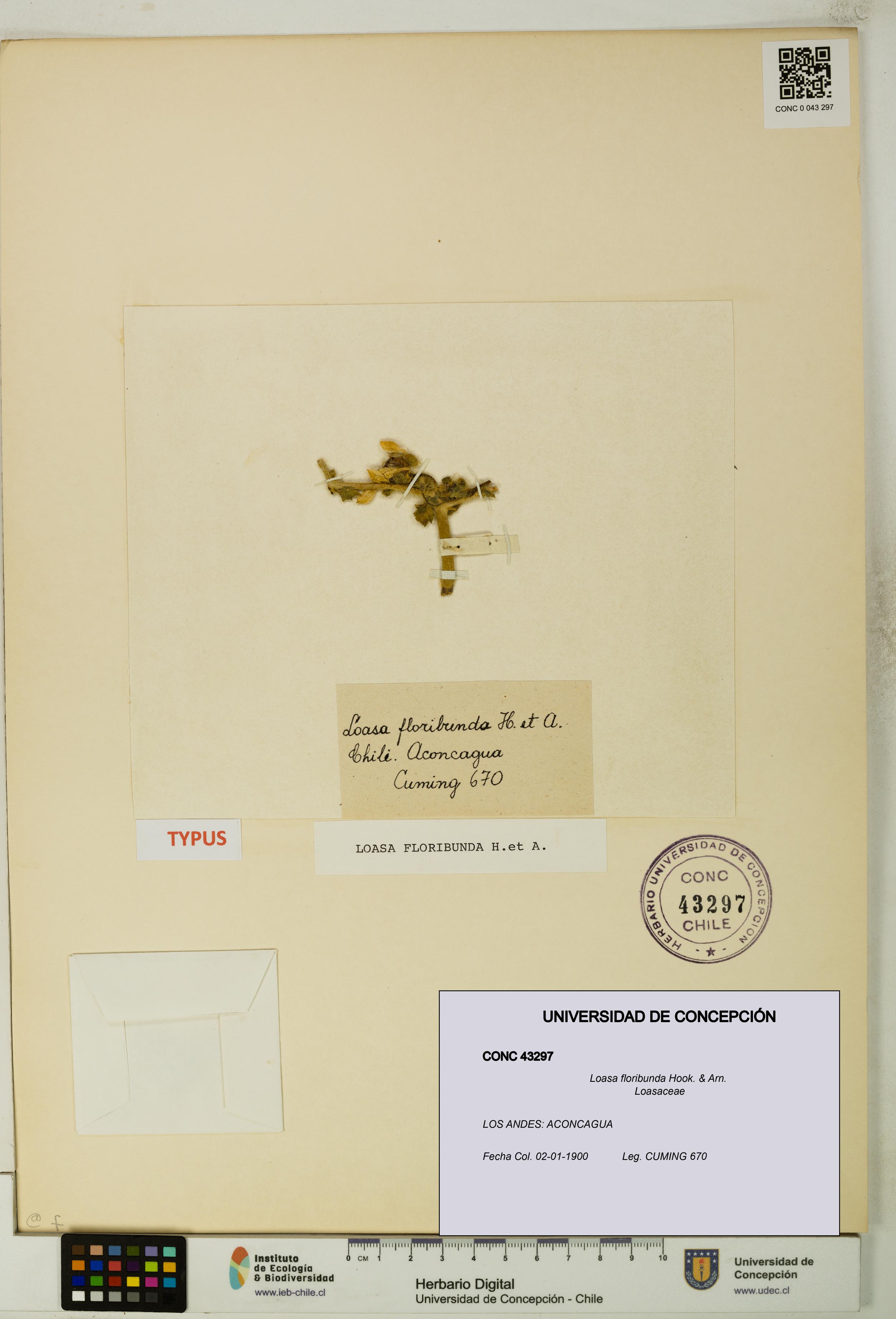 Loasa floribunda [Espécimen: UDEC:CONC:0043297]