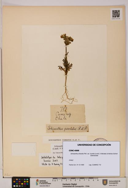 Schizanthus litoralis var. humilis [Espécimen: UDEC:CONC:0043305]