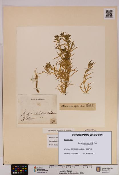 Spergularia media [Espécimen: UDEC:CONC:0043331]