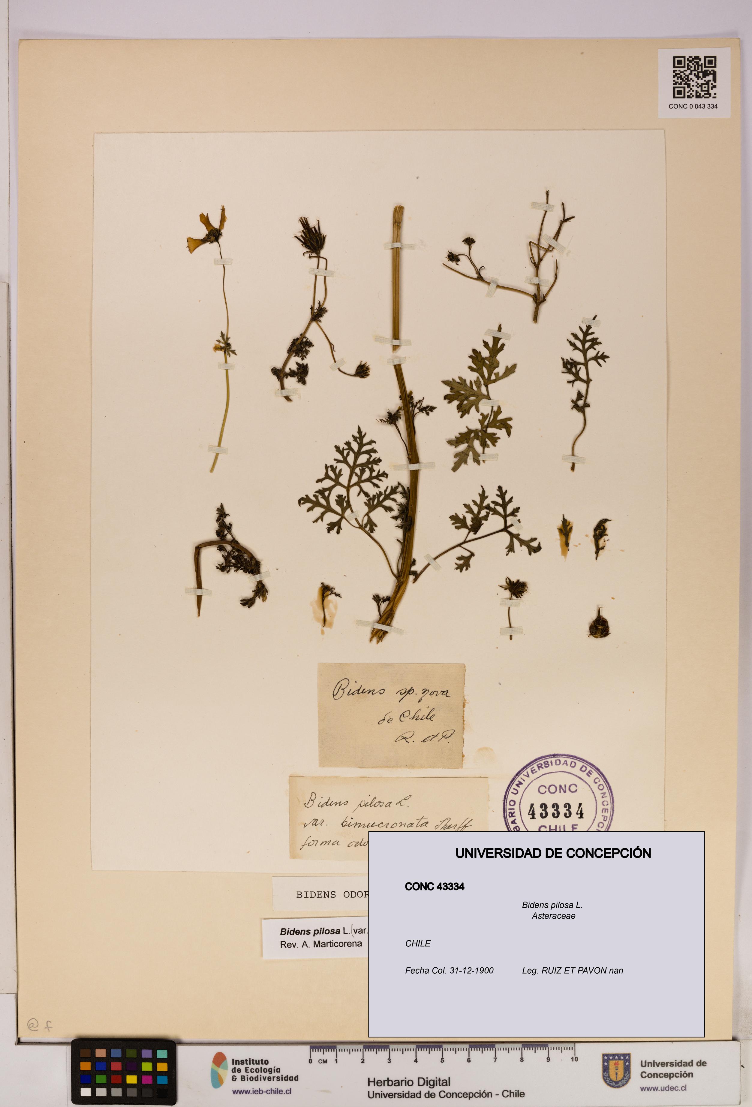 Bidens pilosa [Espécimen: UDEC:CONC:0043334]