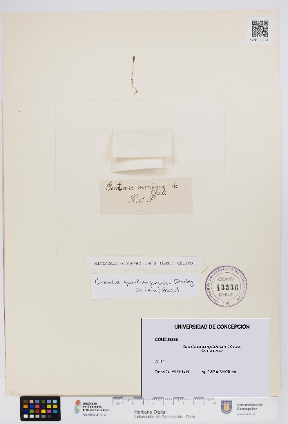 Cicendia quadrangularis [Espécimen: UDEC:CONC:0043336]