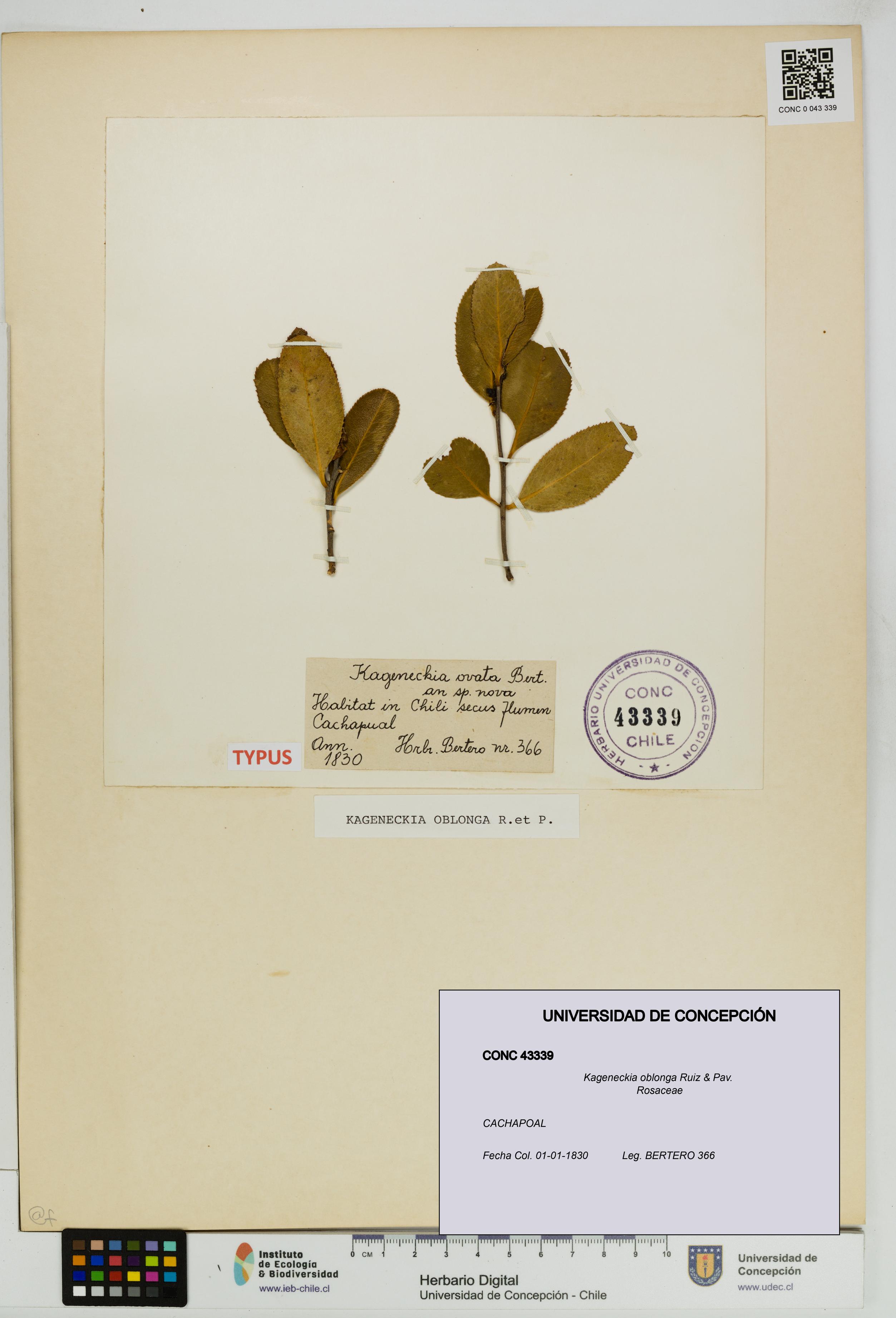 Kageneckia oblonga [Espécimen: UDEC:CONC:0043339]