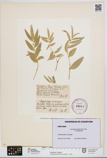 Luzuriaga radicans [Espécimen: UDEC:CONC:0043342]