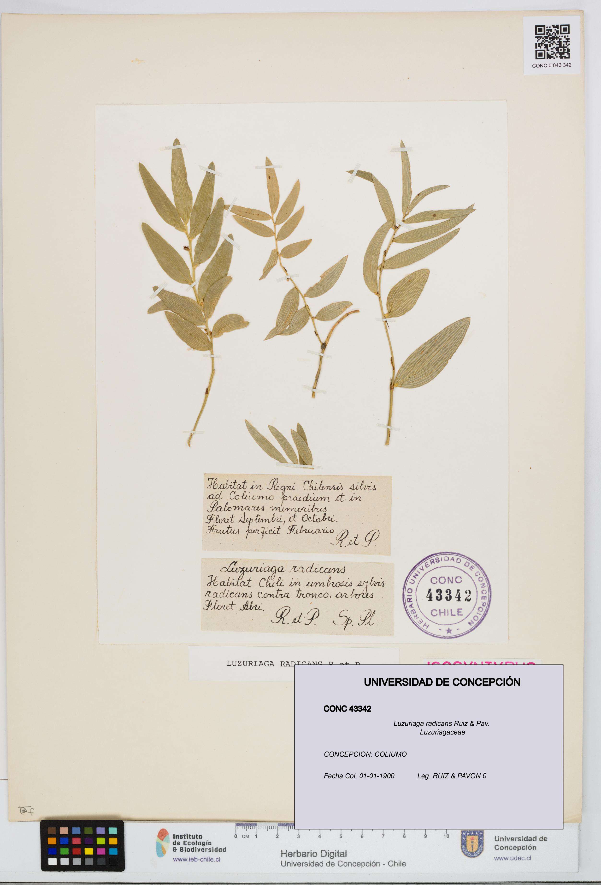 Luzuriaga radicans [Espécimen: UDEC:CONC:0043342]