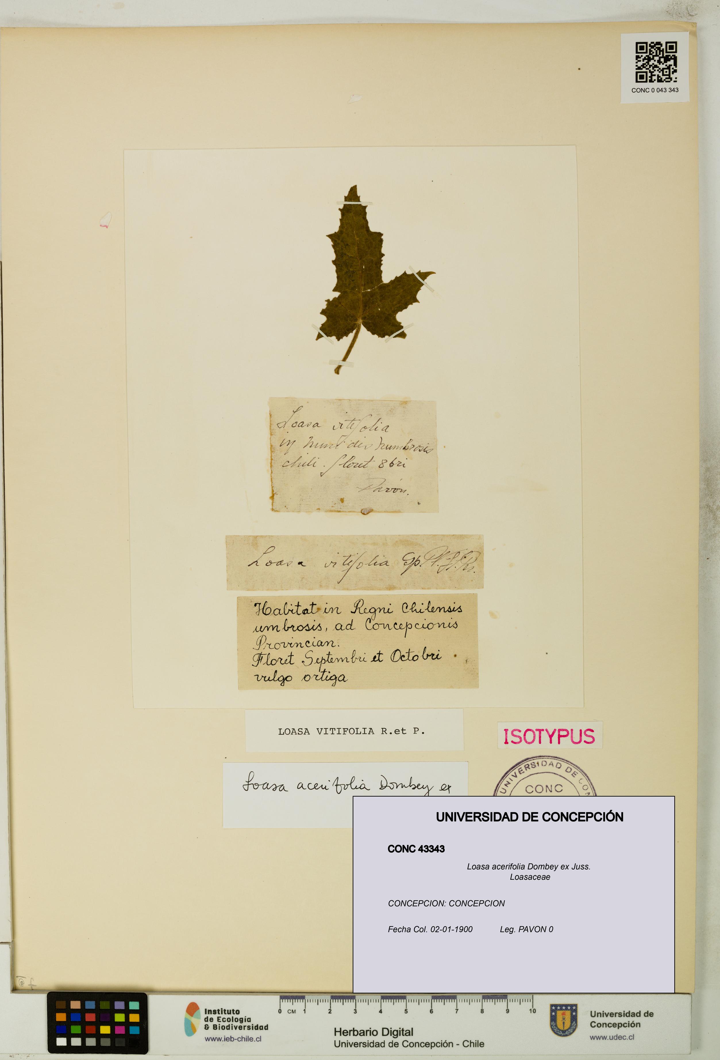 Loasa acerifolia [Espécimen: UDEC:CONC:0043343]