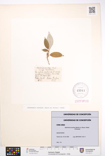 Boehmeria excelsa [Espécimen: UDEC:CONC:0043344]