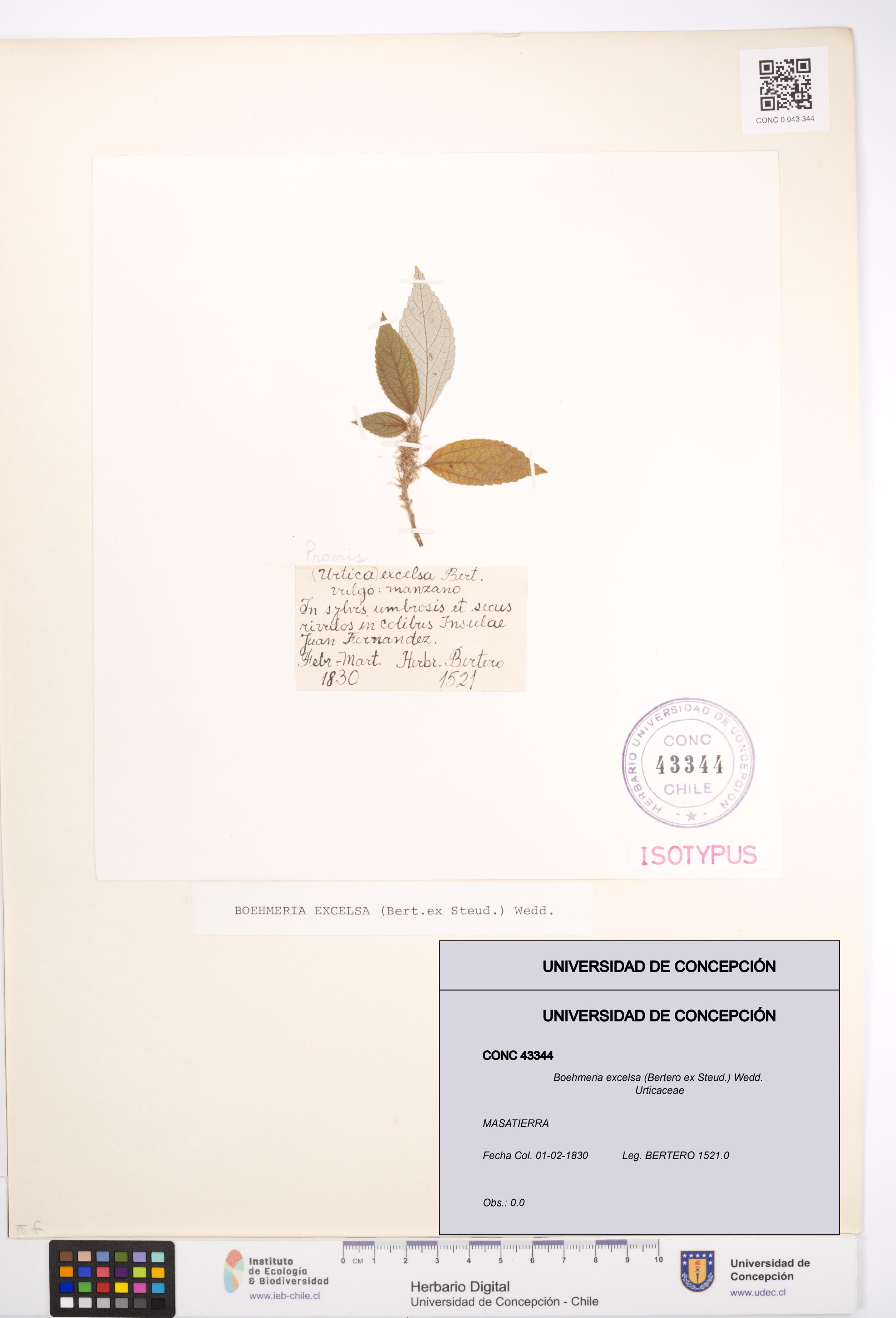 Boehmeria excelsa [Espécimen: UDEC:CONC:0043344]