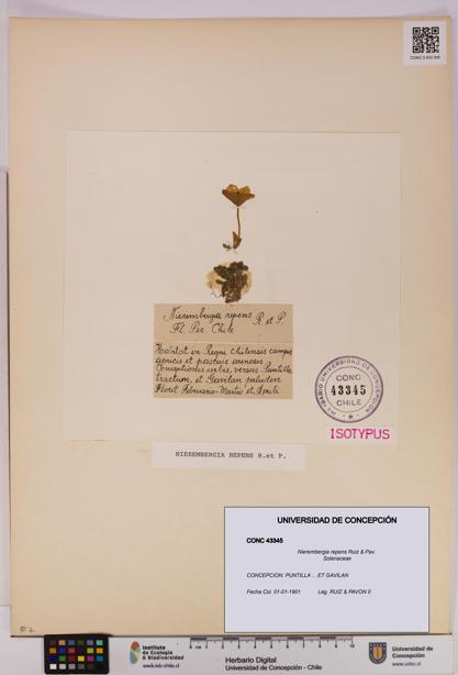 Nierembergia repens [Espécimen: UDEC:CONC:0043345]