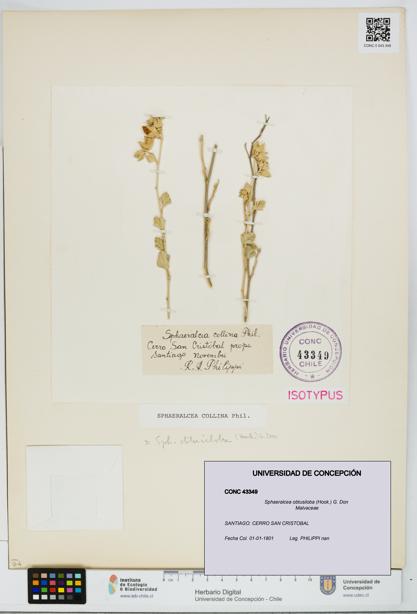 Sphaeralcea obtusiloba [Espécimen: UDEC:CONC:0043349]