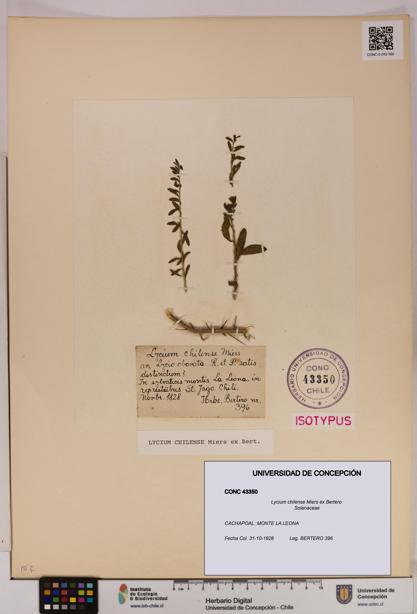 Lycium chilense [Espécimen: UDEC:CONC:0043350]