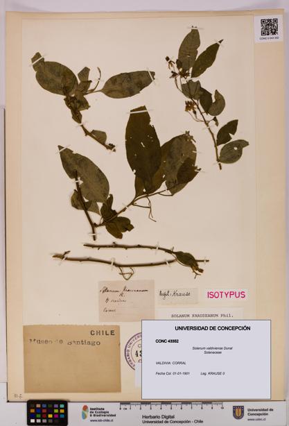 Solanum valdiviense [Espécimen: UDEC:CONC:0043352]