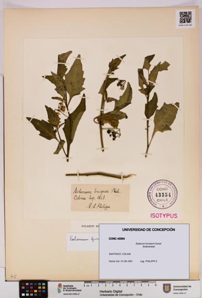 Solanum furcatum [Espécimen: UDEC:CONC:0043354]