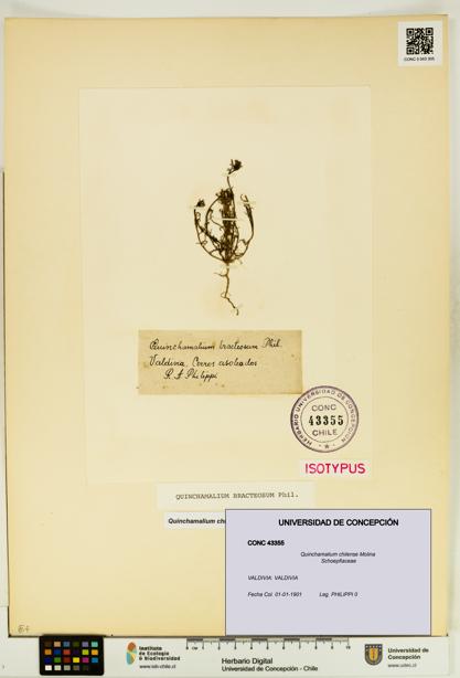 Quinchamalium chilense [Espécimen: UDEC:CONC:0043355]