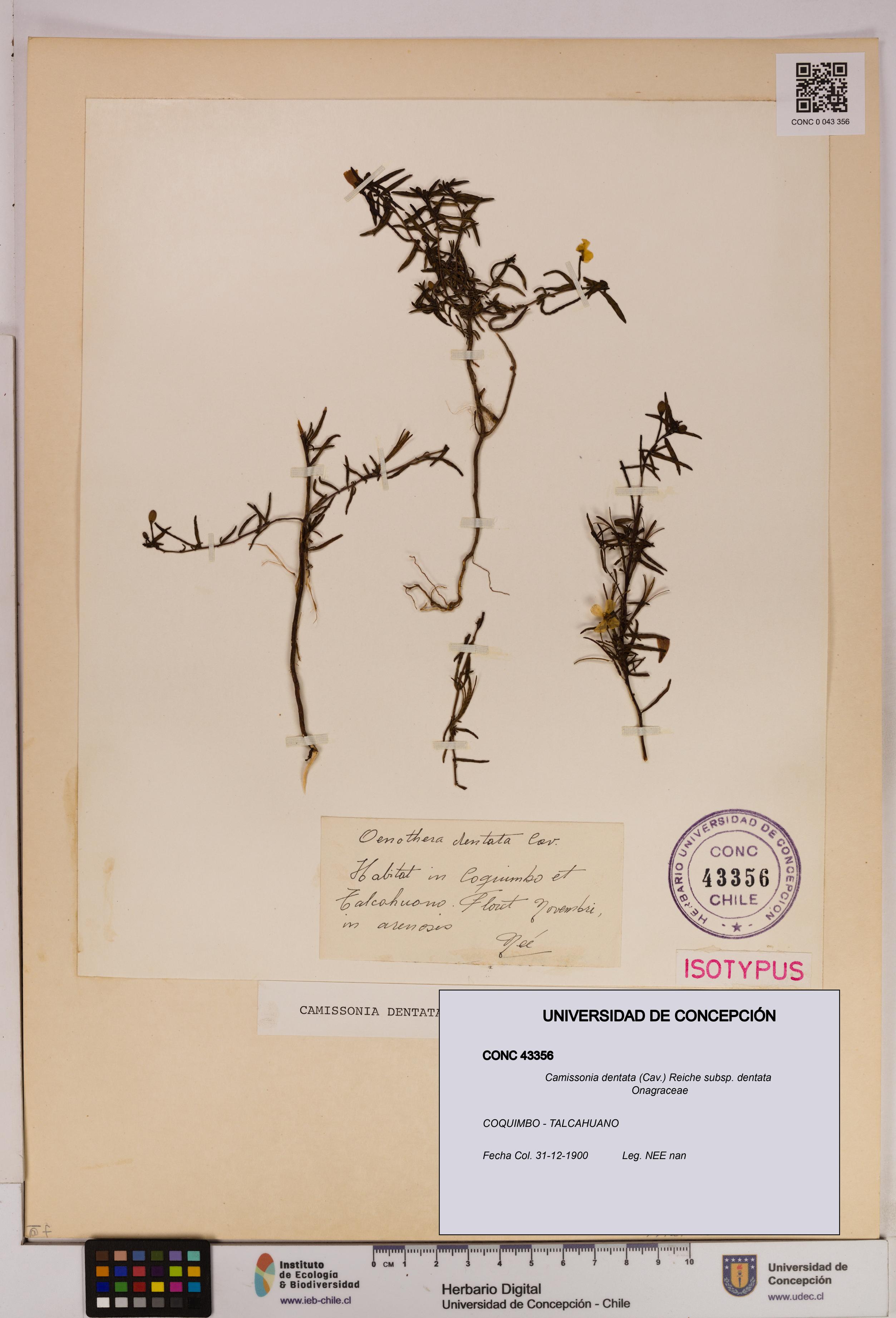 Camissonia dentata [Espécimen: UDEC:CONC:0043356]
