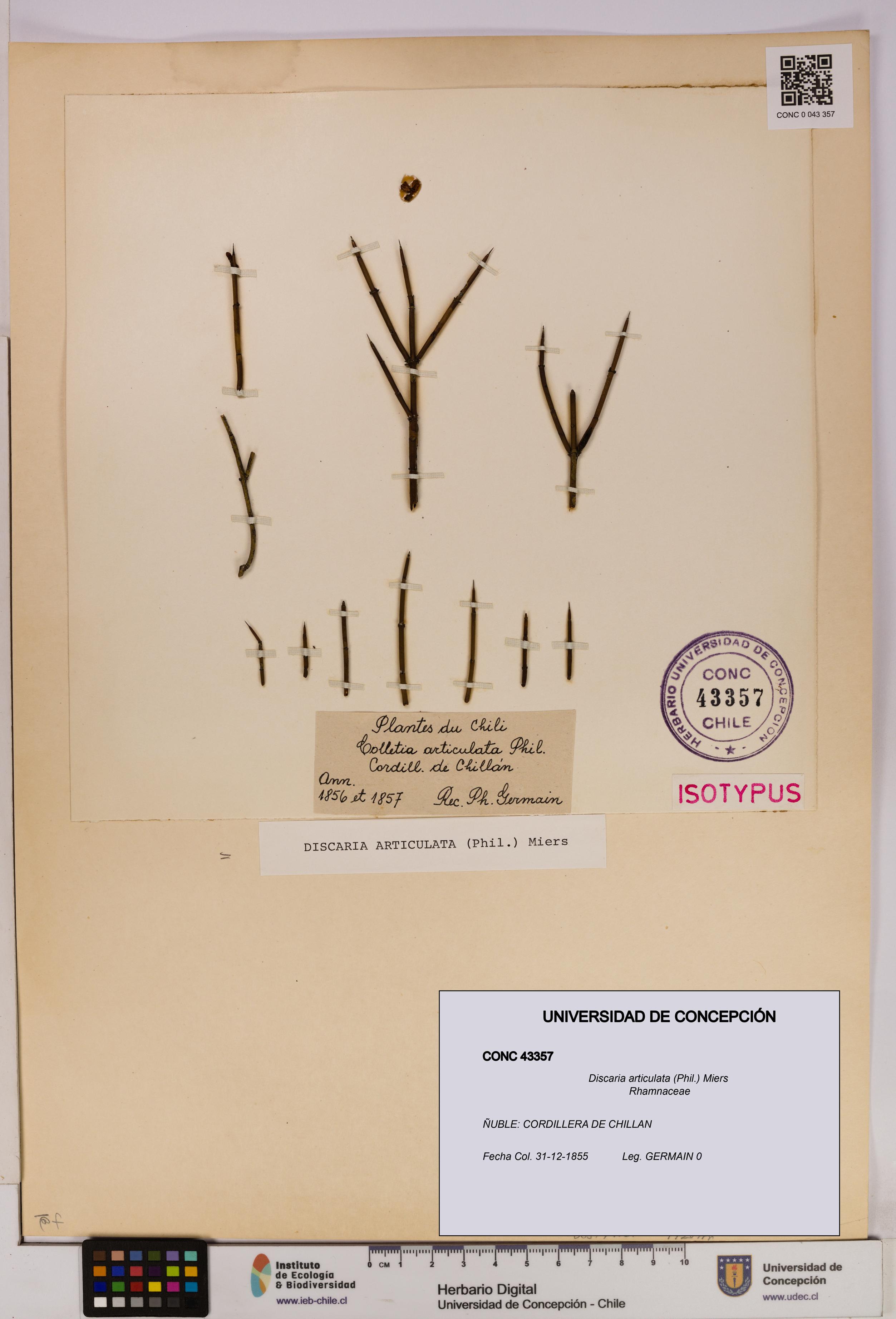 Discaria articulata [Espécimen: UDEC:CONC:0043357]