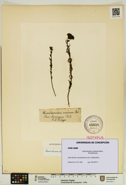 Quinchamalium chilense [Espécimen: UDEC:CONC:0043358]