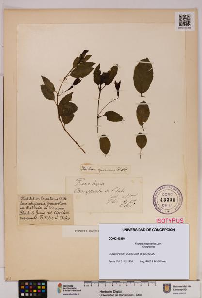 Fuchsia magellanica [Espécimen: UDEC:CONC:0043359]