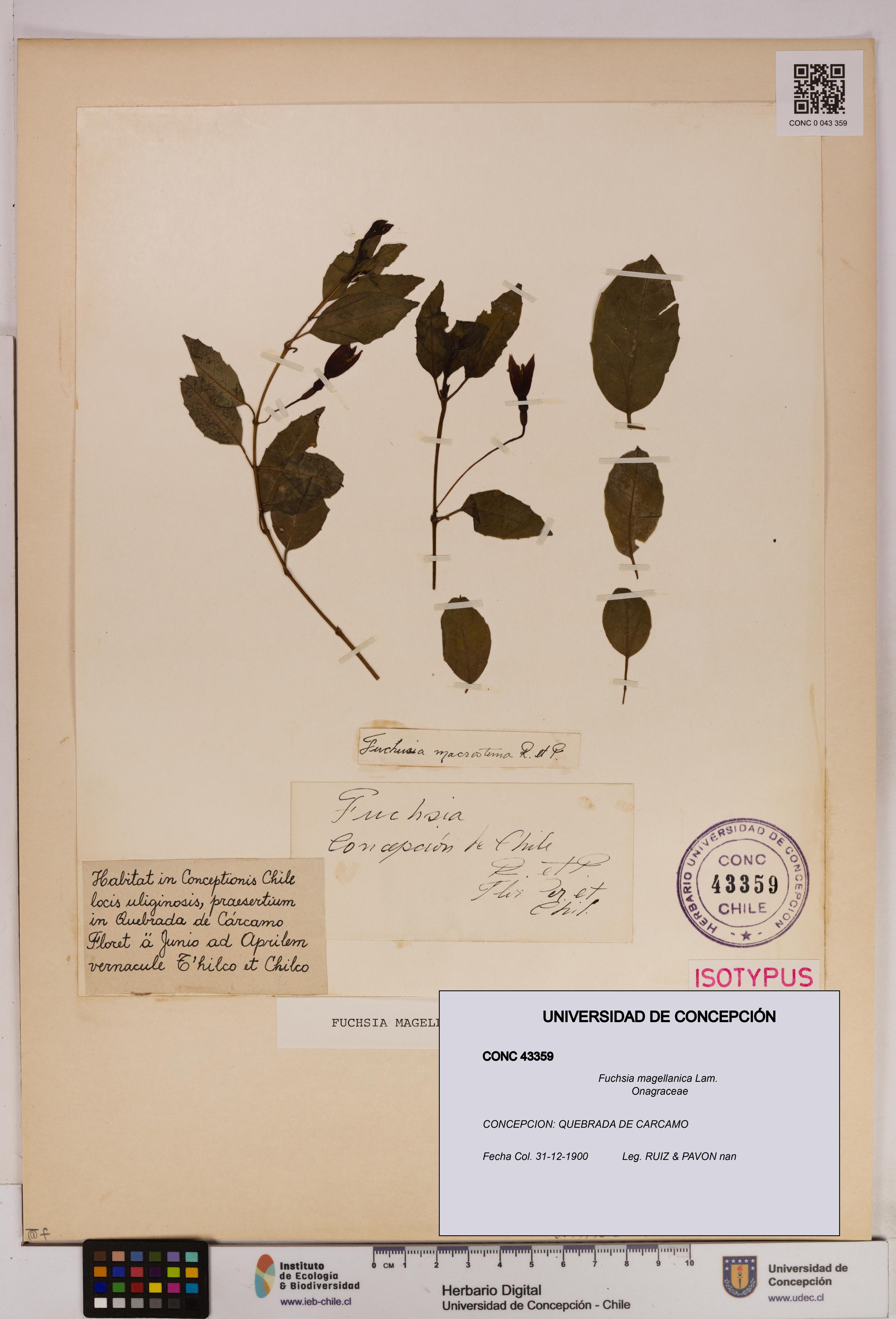 Fuchsia magellanica [Espécimen: UDEC:CONC:0043359]