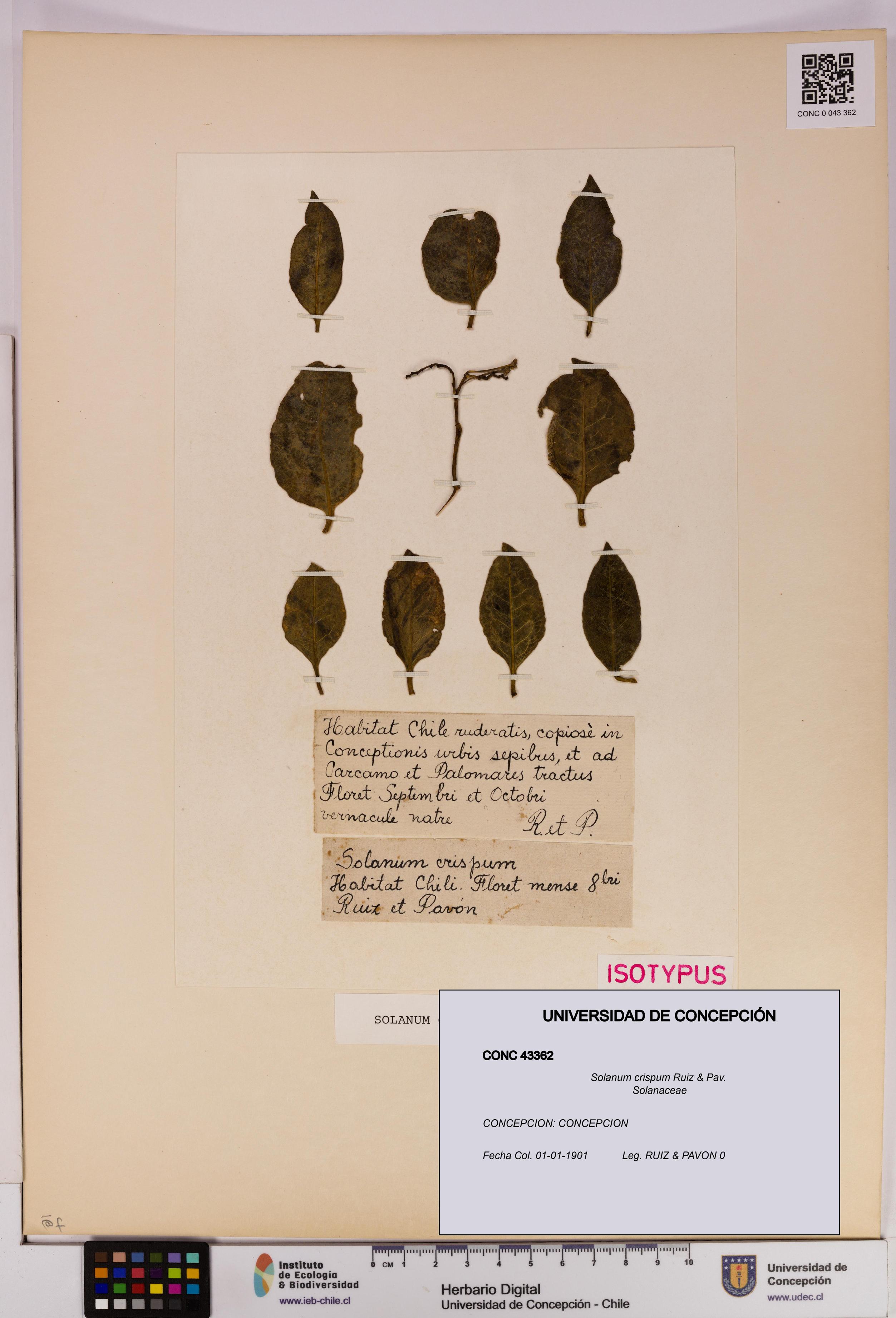 Solanum crispum [Espécimen: UDEC:CONC:0043362]