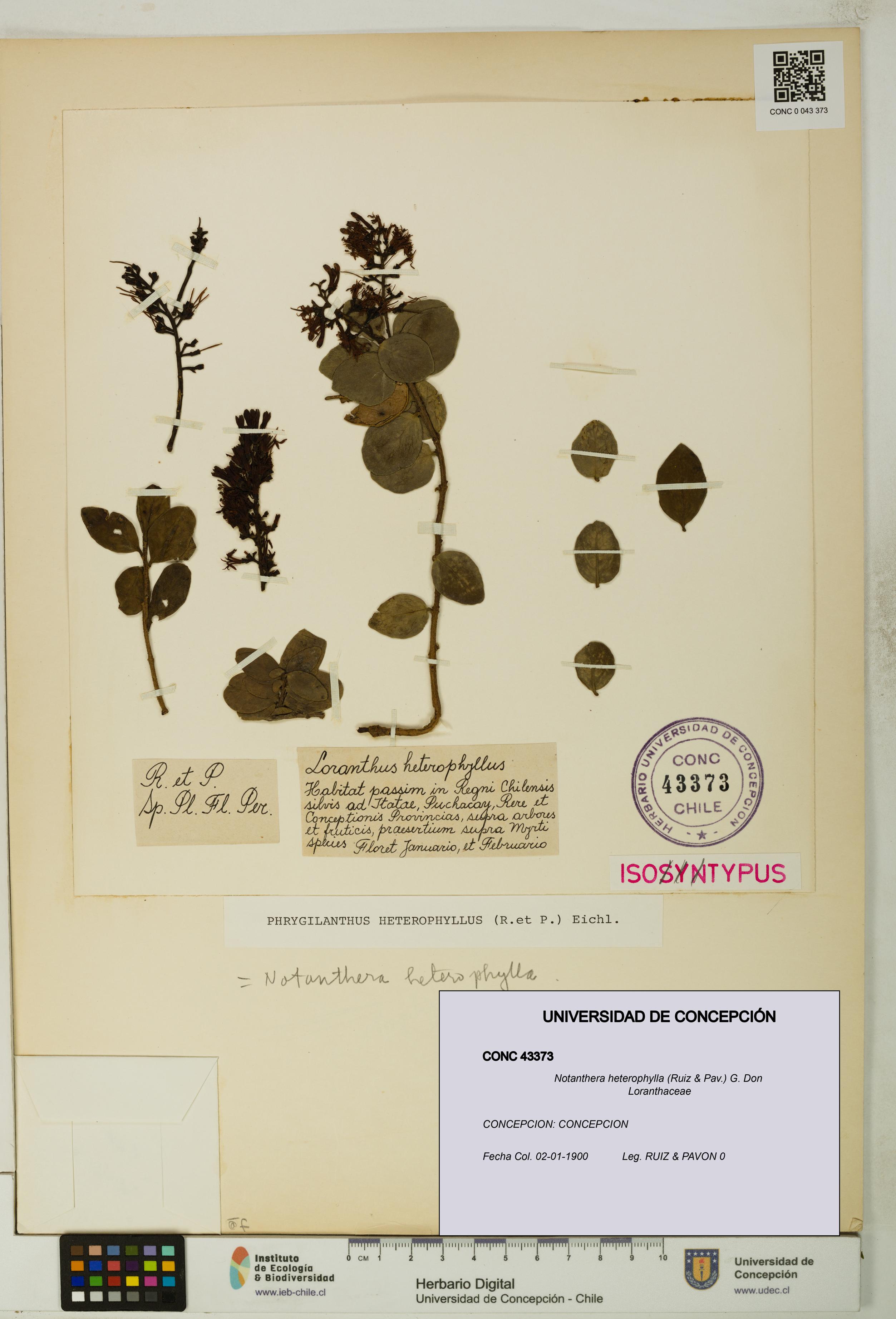 Notanthera heterophylla [Espécimen: UDEC:CONC:0043373]