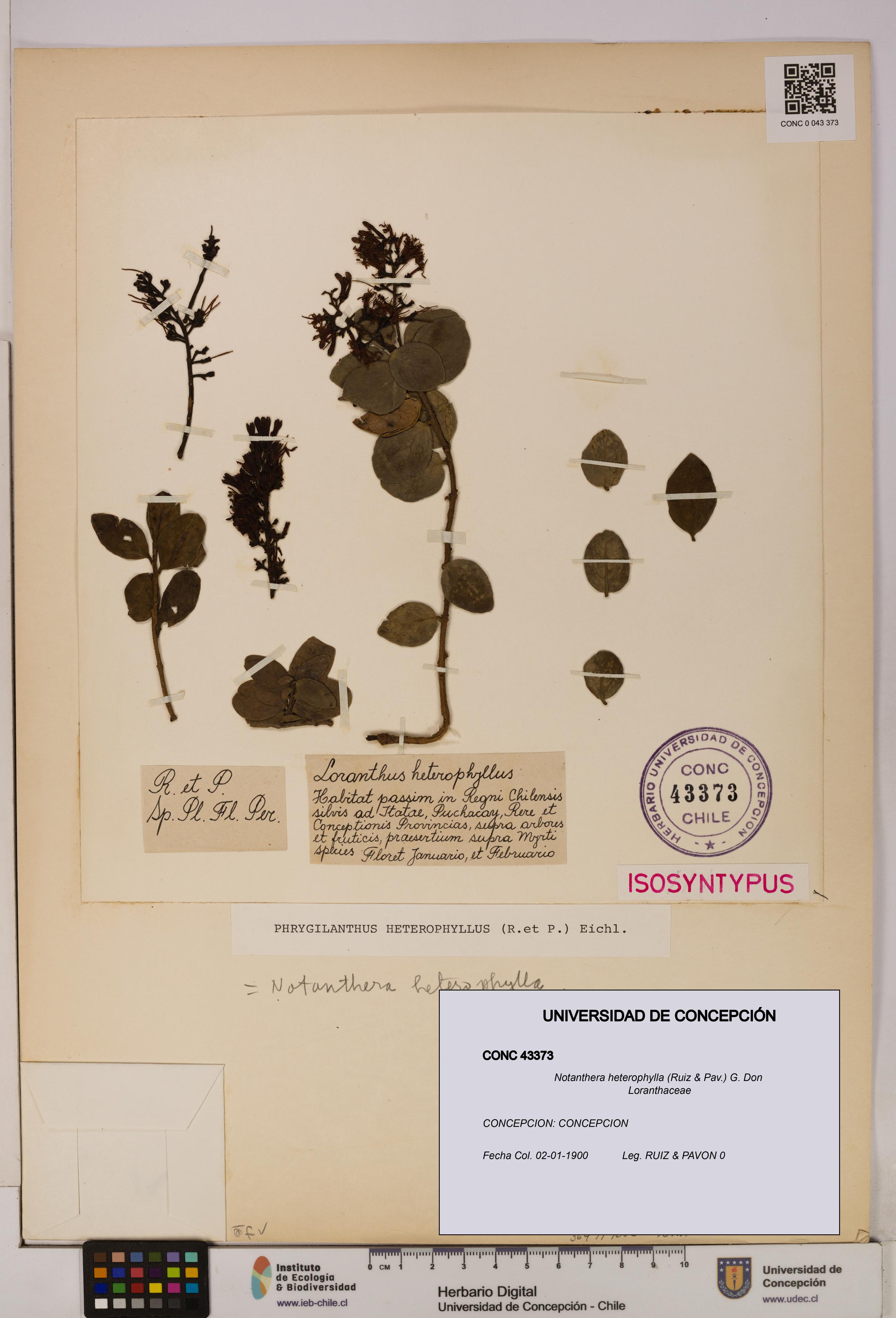 Notanthera heterophylla [Espécimen: UDEC:CONC:0043373]